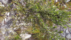 Amphithalea speciosa