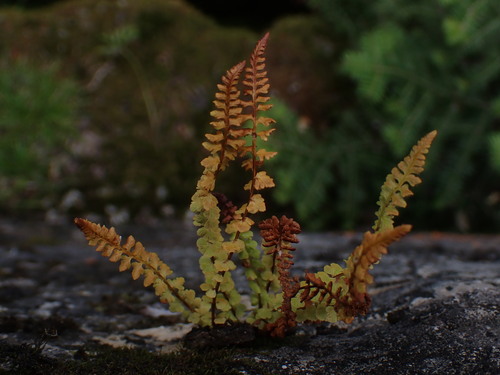 Smooth woodsia (Woodsia glabella)