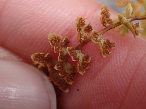 Image of Woodsia glabella by no rights reserved