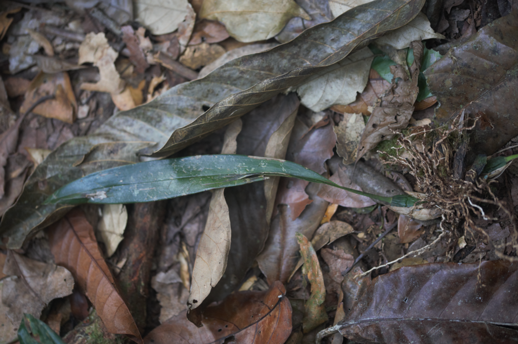 Maxillaria desvauxiana