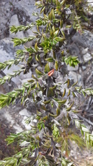 Amphithalea speciosa