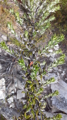 Amphithalea speciosa