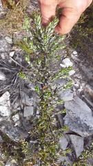 Amphithalea speciosa