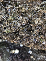 Dodecaceria fewkesi