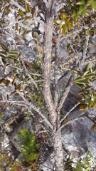 Amphithalea speciosa