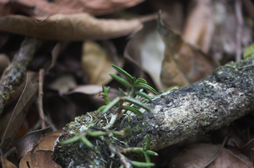 Epidendrum microphyllum, photograph 2