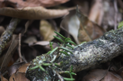Epidendrum microphyllum, photograph (c) Guillaume Delaitre, some rights reserved (CC BY)