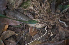 Maxillaria desvauxiana, photograph (c) Guillaume Delaitre, some rights reserved (CC BY)