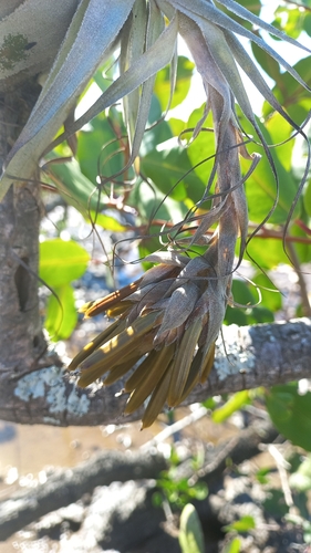 Image of Tillandsia gardneri by (c) JG, some rights reserved (CC BY)