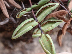 Pellaea glabella image