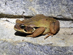 Rhinella crucifer