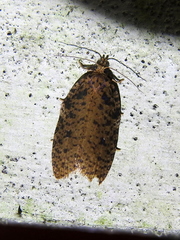Polyortha