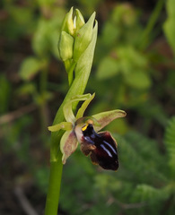 Ophrys sphegodes