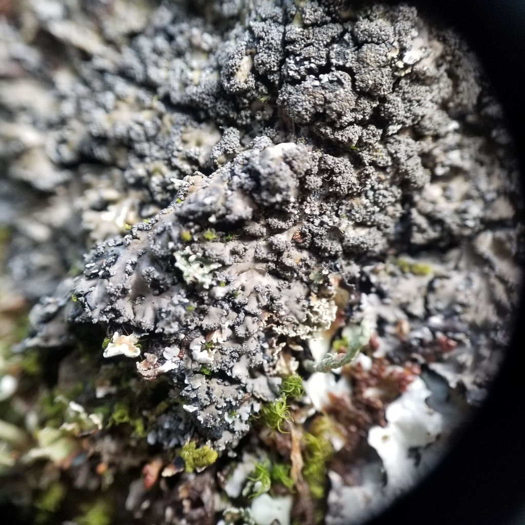 Foliose Shingle Lichen