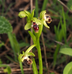 Ophrys umbilicata