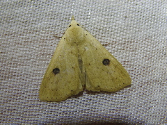 Scolecocampinae