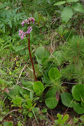 Bergenia crassifolia