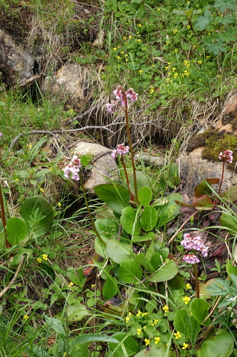 Bergenia crassifolia