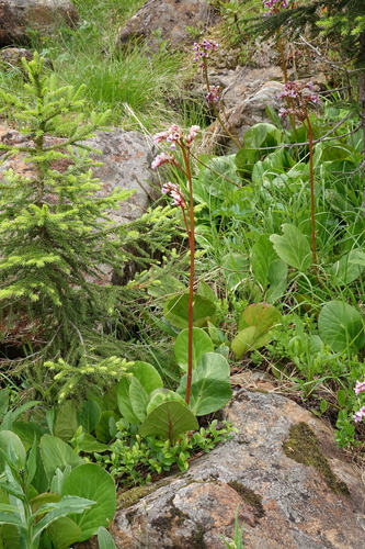 Bergenia crassifolia