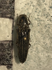 Melanotus staudingeri