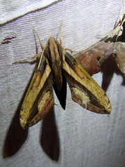 Xylophanes xylobotes