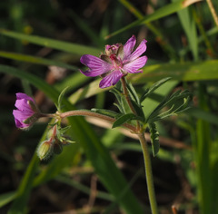 Geranium tuberosum