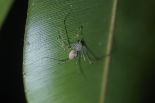 arthropods