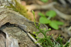 Austrolycopodium magellanicum