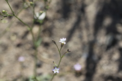 Gilia stellata