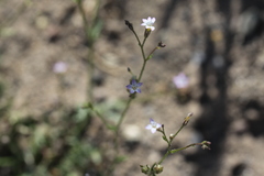 Gilia stellata