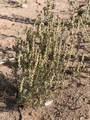 Reseda (Oligomeris linifolia)