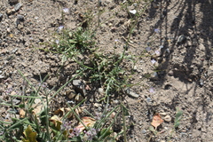 Gilia stellata