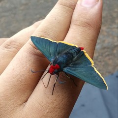 Pyrrhopygini