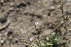 Gilia stellata