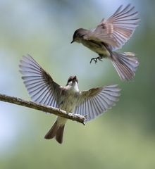 Eastern Phoebe photo 6