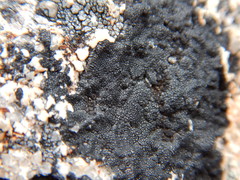 Rhizocarpales