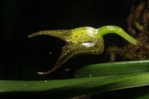 Lion Tongued Masdevallia (Masdevallia leontoglossa)