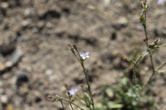 Gilia stellata