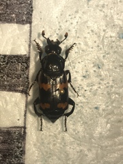 Nicrophorus sayi