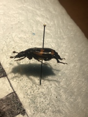 Nicrophorus sayi