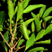 Garcinia balansae - Photo (c) hervevan,  זכויות יוצרים חלקיות (CC BY-NC)