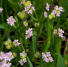 Valerianella vesicaria