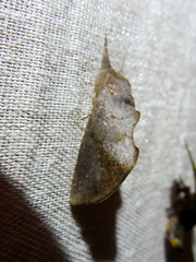 Hemiceratinae