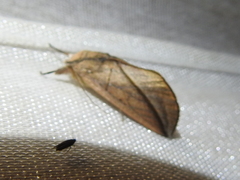Hemiceratinae