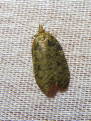 Polyortha