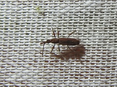 Stereobates pedator