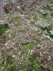 Cyphellostereum pusiolum