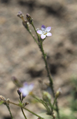 Gilia stellata