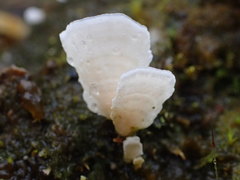 Cyphellostereum pusiolum
