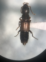 Achenomorphus corticinus